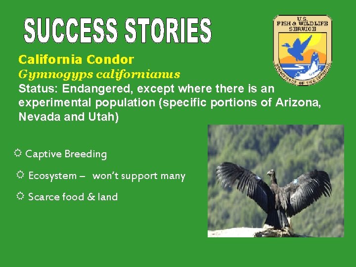 California Condor Gymnogyps californianus Status: Endangered, except where there is an experimental population (specific