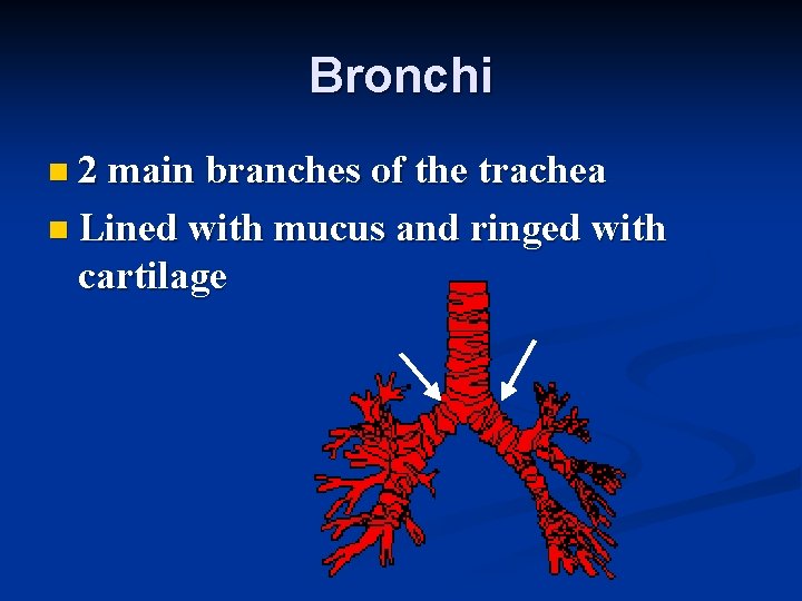 Bronchi n 2 main branches of the trachea n Lined with mucus and ringed