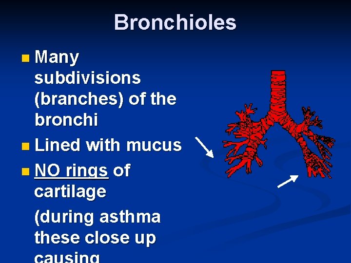 Bronchioles n Many subdivisions (branches) of the bronchi n Lined with mucus n NO