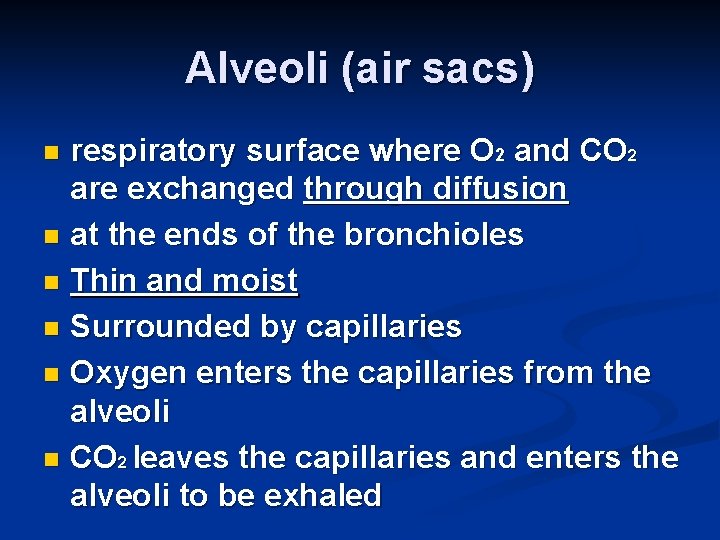 Alveoli (air sacs) respiratory surface where O 2 and CO 2 are exchanged through