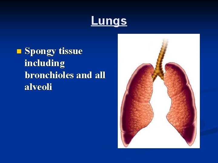 Lungs n Spongy tissue including bronchioles and all alveoli 