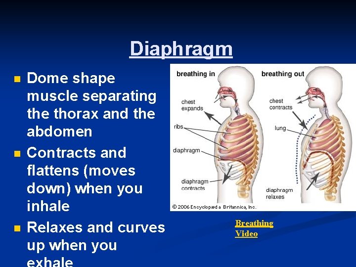 Diaphragm n n n Dome shape muscle separating the thorax and the abdomen Contracts