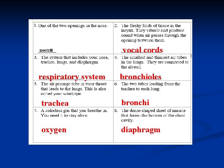 vocal cords respiratory system bronchioles trachea bronchi oxygen diaphragm 