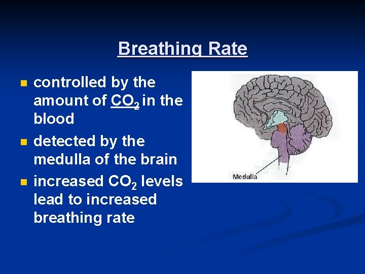 Breathing Rate n n n controlled by the amount of CO 2 in the
