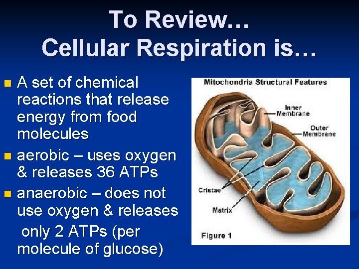 To Review… Cellular Respiration is… A set of chemical reactions that release energy from