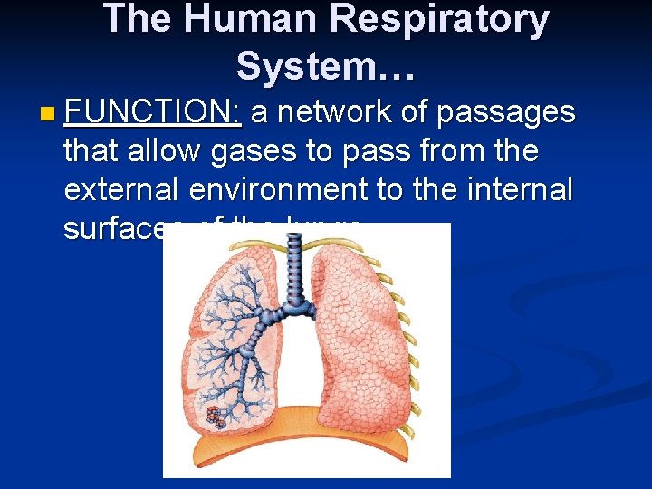 The Human Respiratory System… n FUNCTION: a network of passages that allow gases to