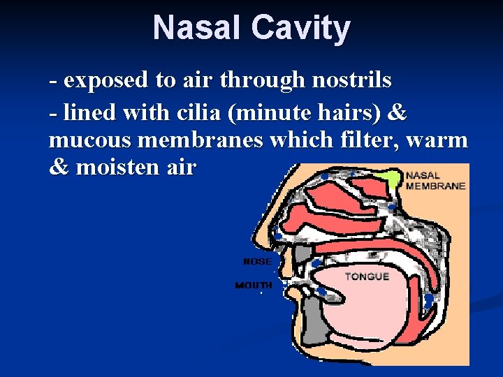 Nasal Cavity - exposed to air through nostrils - lined with cilia (minute hairs)