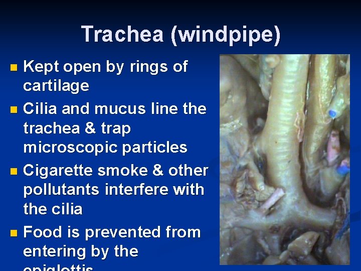 Trachea (windpipe) Kept open by rings of cartilage n Cilia and mucus line the