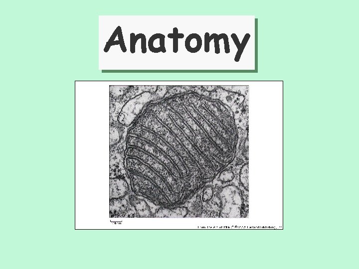 Anatomy 