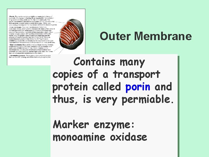 Outer Membrane Contains many copies of a transport protein called porin and thus, is