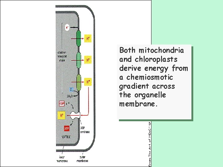 Both mitochondria and chloroplasts derive energy from a chemiosmotic gradient across the organelle membrane.