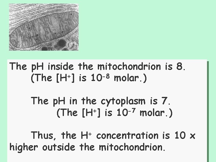 The p. H inside the mitochondrion is 8. (The [H+] is 10 -8 molar.