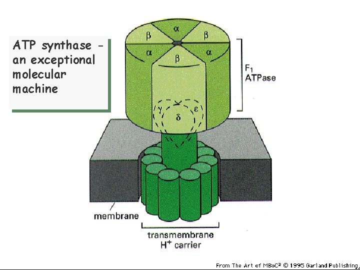 ATP synthase an exceptional molecular machine 