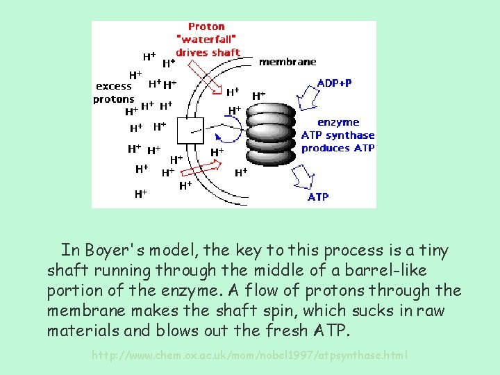 In Boyer's model, the key to this process is a tiny shaft running through
