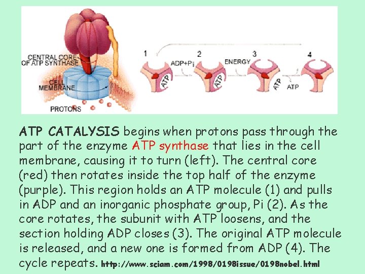 ATP CATALYSIS begins when protons pass through the part of the enzyme ATP synthase
