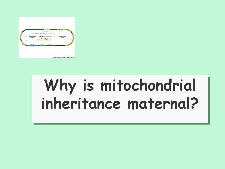 Why is mitochondrial inheritance maternal? 