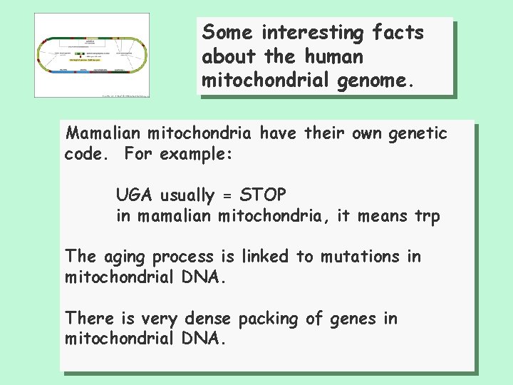 Some interesting facts about the human mitochondrial genome. Mamalian mitochondria have their own genetic