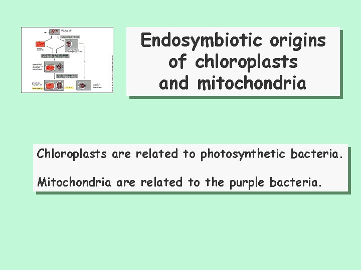 Endosymbiotic origins of chloroplasts and mitochondria Chloroplasts are related to photosynthetic bacteria. Mitochondria are