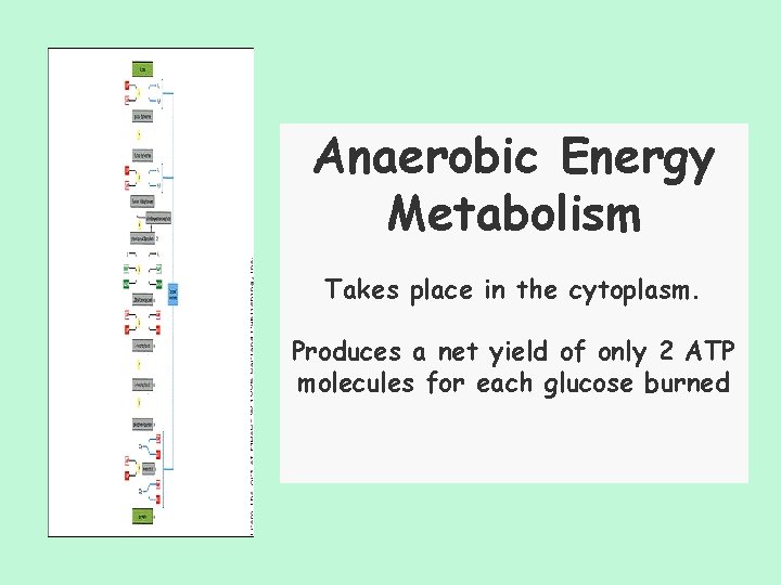 Anaerobic Energy Metabolism Takes place in the cytoplasm. Produces a net yield of only