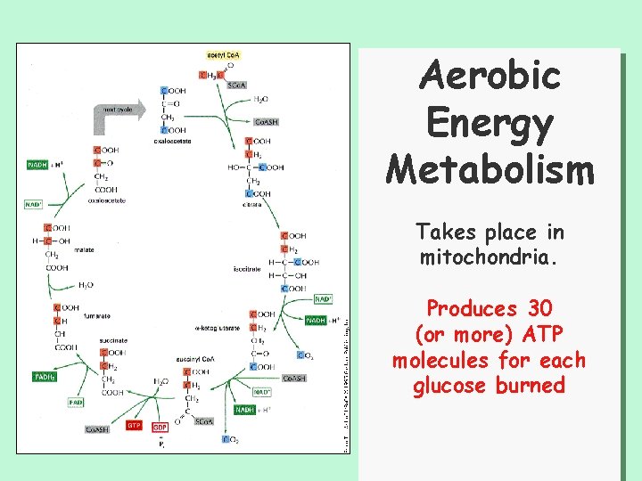 Aerobic Energy Metabolism Takes place in mitochondria. Produces 30 (or more) ATP molecules for