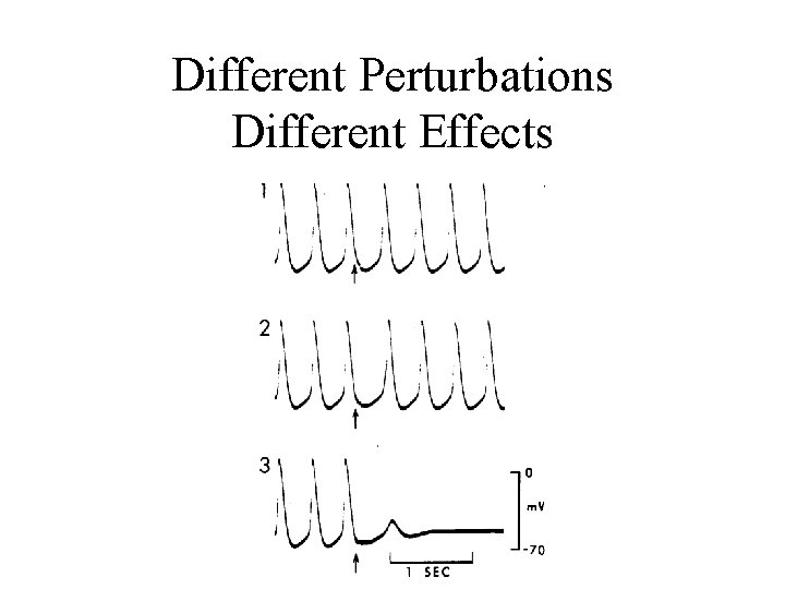 Different Perturbations Different Effects 