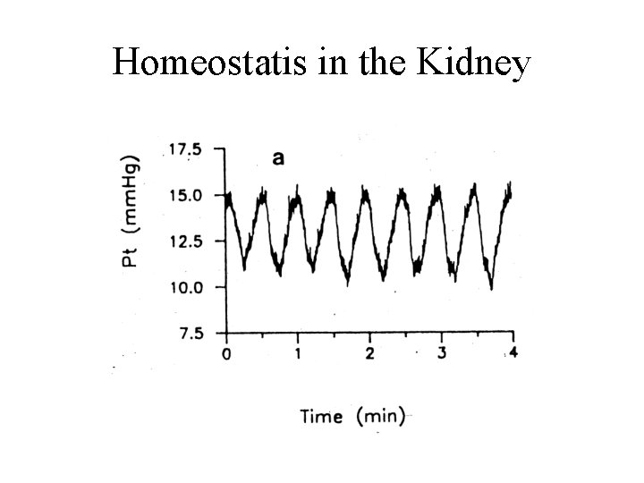 Homeostatis in the Kidney 