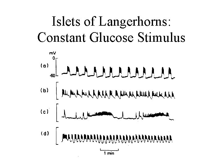 Islets of Langerhorns: Constant Glucose Stimulus 