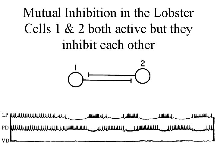 Mutual Inhibition in the Lobster Cells 1 & 2 both active but they inhibit