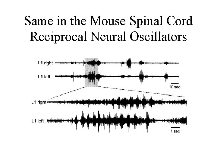 Same in the Mouse Spinal Cord Reciprocal Neural Oscillators 