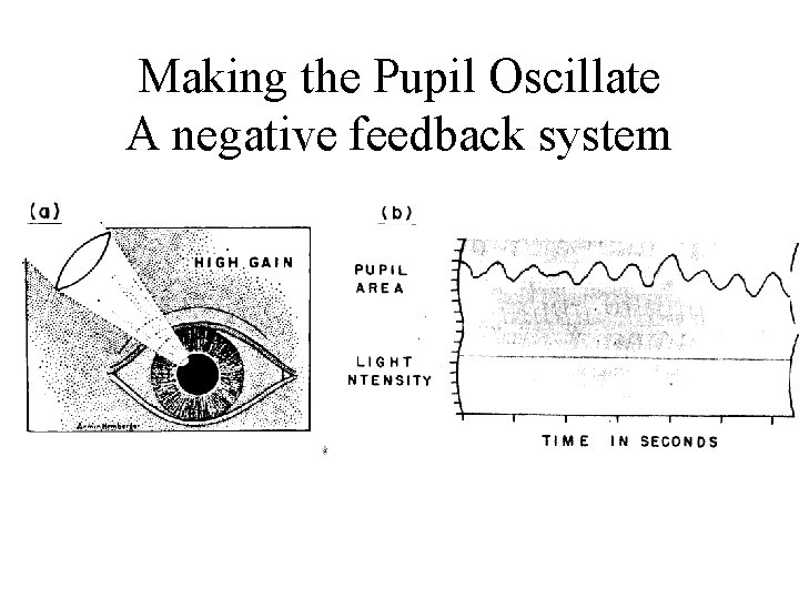 Making the Pupil Oscillate A negative feedback system 