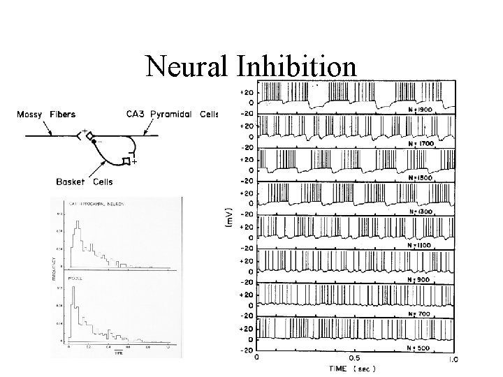 Neural Inhibition 