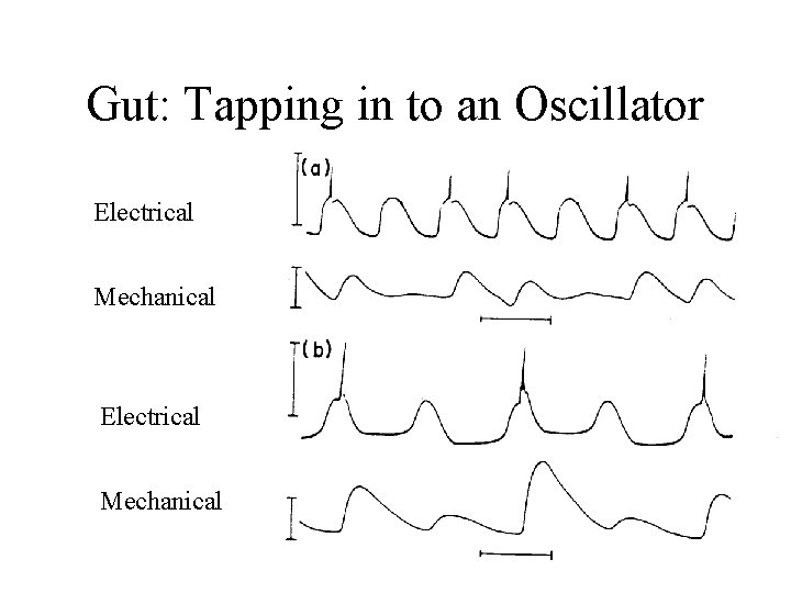 Gut: Tapping in to an Oscillator Electrical Mechanical 