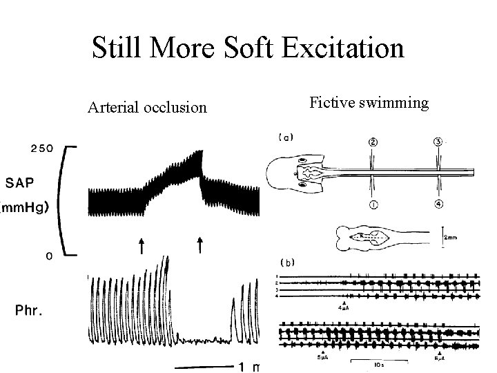 Still More Soft Excitation Arterial occlusion Fictive swimming 