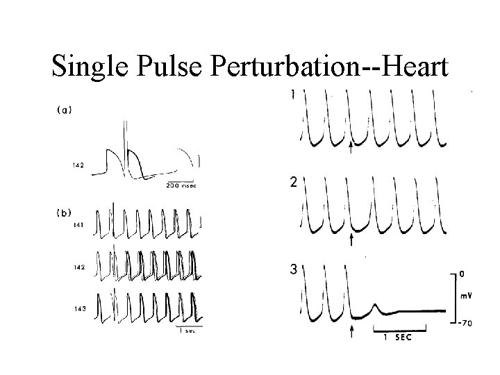 Single Pulse Perturbation--Heart 