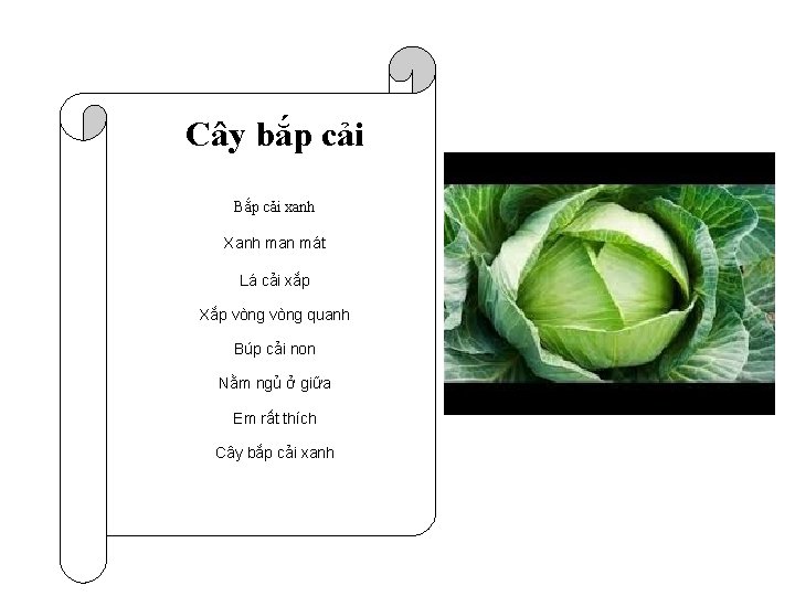 Cây bắp cải Bắp cải xanh Xanh man mát Lá cải xắp Xắp vòng