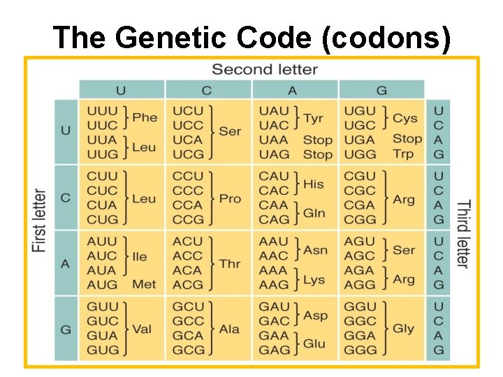The Genetic Code (codons) 
