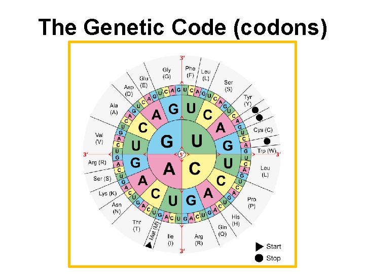 The Genetic Code (codons) 
