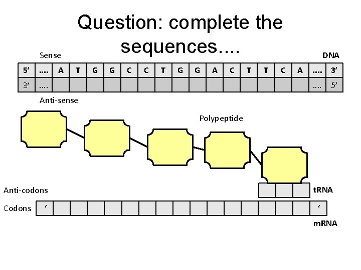 Sense 5’. . 3’ A Question: complete the sequences. . T G G C