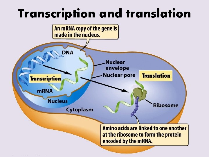 Transcription and translation 