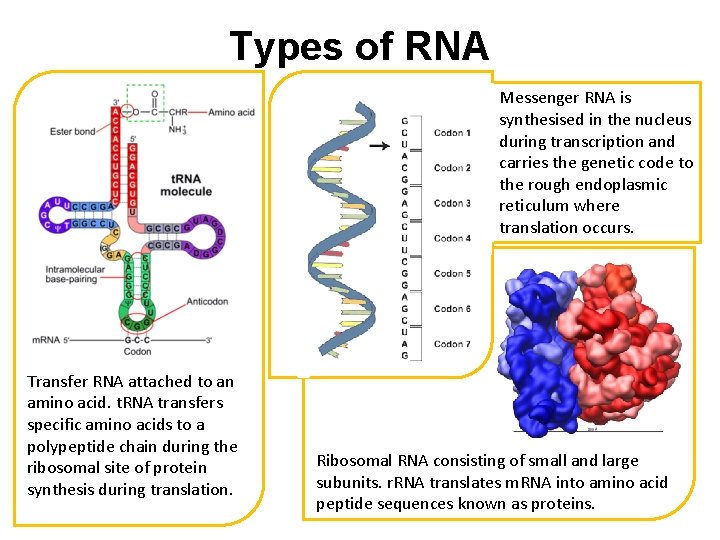 Types of RNA Messenger RNA is synthesised in the nucleus during transcription and carries