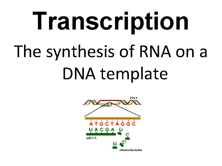 Transcription The synthesis of RNA on a DNA template 
