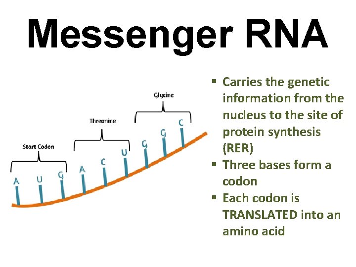 Messenger RNA § Carries the genetic information from the nucleus to the site of