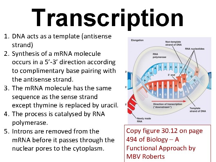 Transcription 1. DNA acts as a template (antisense strand) 2. Synthesis of a m.