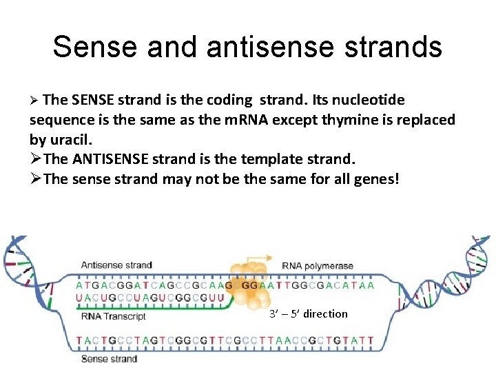 Sense and antisense strands Ø The SENSE strand is the coding strand. Its nucleotide