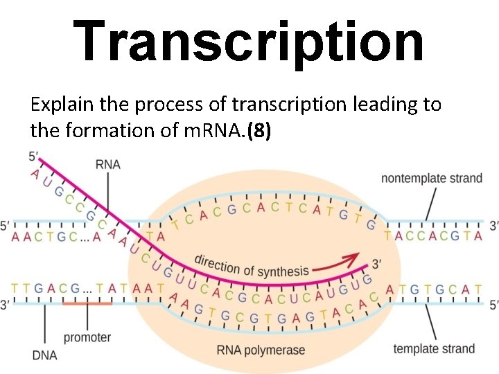 Transcription Explain the process of transcription leading to the formation of m. RNA. (8)