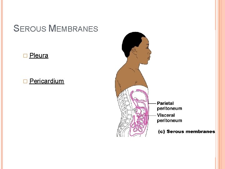 SEROUS MEMBRANES � Pleura � Pericardium 
