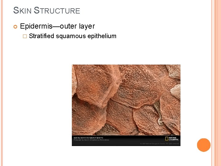 SKIN STRUCTURE Epidermis—outer layer � Stratified squamous epithelium 