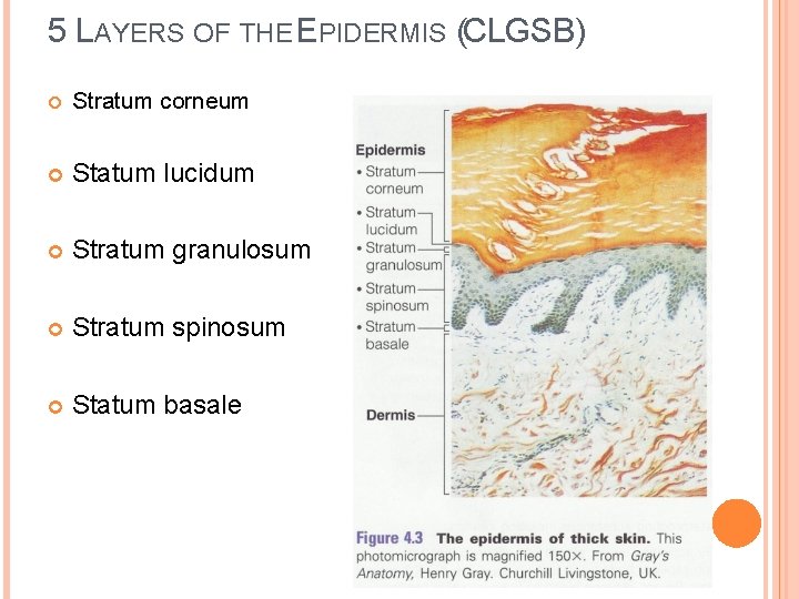 5 LAYERS OF THE EPIDERMIS (CLGSB) Stratum corneum Statum lucidum Stratum granulosum Stratum spinosum