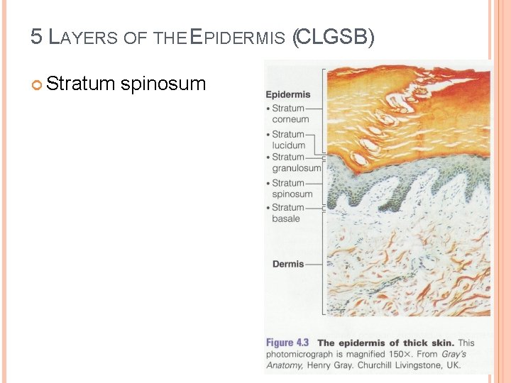 5 LAYERS OF THE EPIDERMIS (CLGSB) Stratum spinosum 