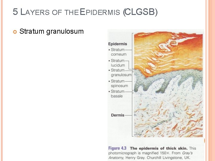 5 LAYERS OF THE EPIDERMIS (CLGSB) Stratum granulosum 